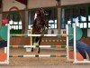 jumper Infinity (KWPN (Royal Dutch Sporthorse), 2013, from Untouched)