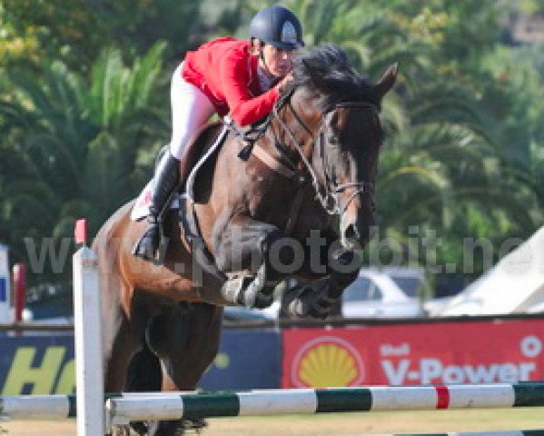 stallion Malibu de Blondel (Selle Français, 2000, from Vondeen)