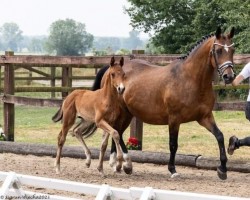 broodmare Sternflocke (Trakehner, 2010, from Imperio 3)