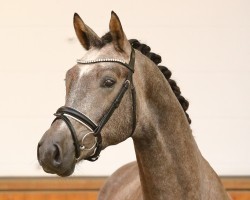 Springpferd Colani (Trakehner, 2020, von Zauberreigen)