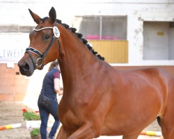 dressage horse Victory (Trakehner, 2019, from Dezember)