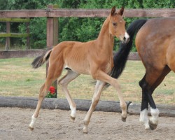 dressage horse Sandsturm (Trakehner, 2023, from His Moment)