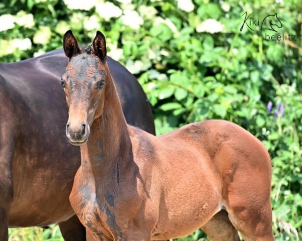 dressage horse CR7 (Trakehner, 2023, from Ivanhoe)