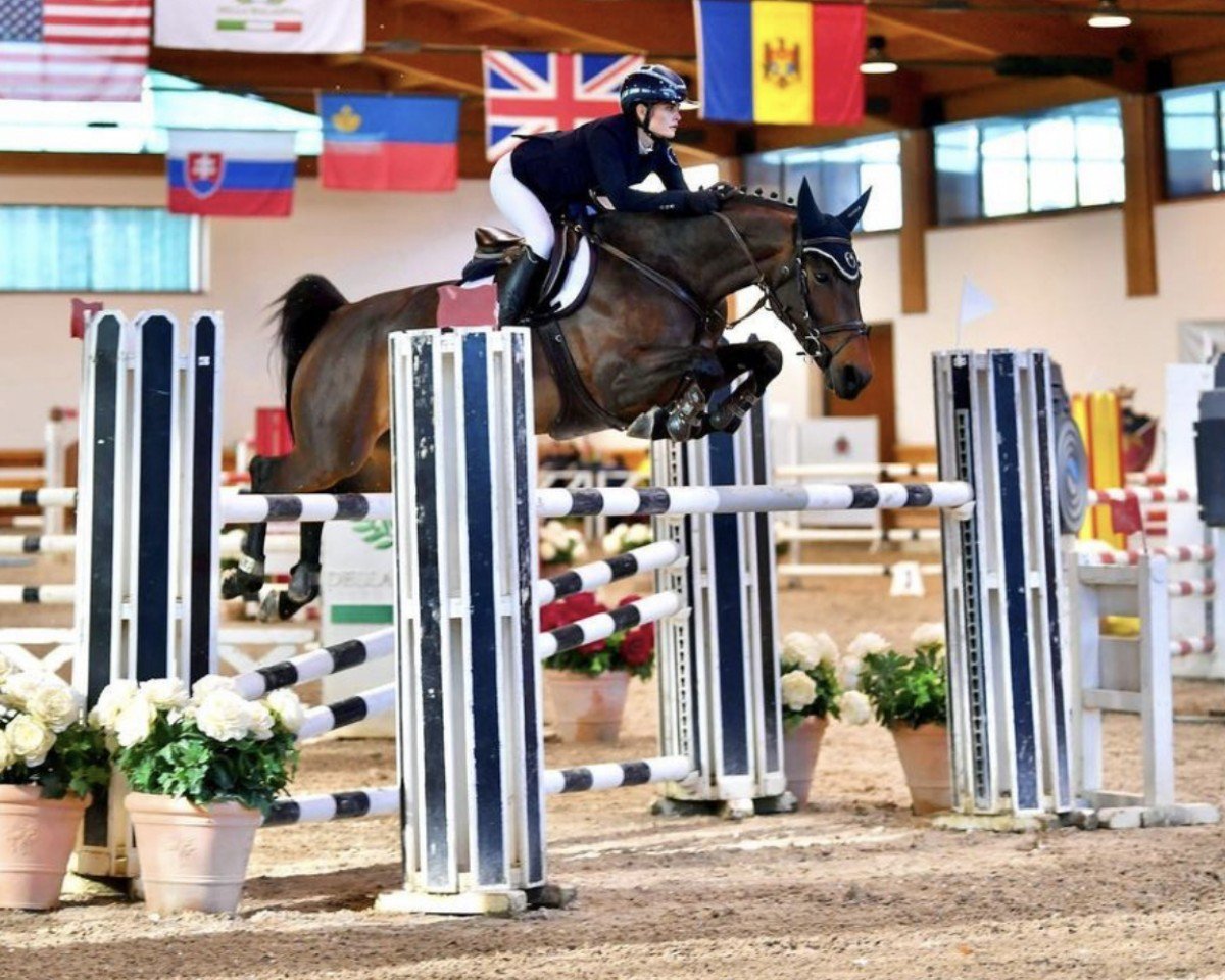 jumper American Pie de Tiji Z (Zangersheide riding horse, 2016, from Aktion Pur Z)
