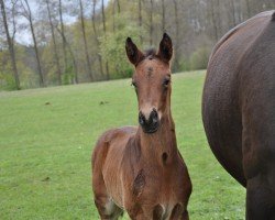 dressage horse Clueso (Trakehner, 2021, from Interconti)