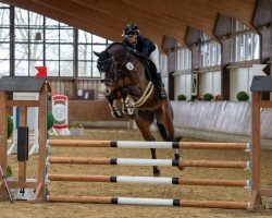 jumper Cevin Klein 3 (Hanoverian, 2018, from Chigaru)