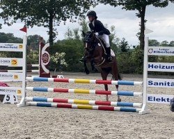 dressage horse Tigris U (German Sport Horse, 2016, from Kastanienhof Cockney Cracker)