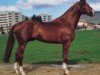 Deckhengst Crokus (Schweizer Warmblut, 1991, von Comet IV CH)