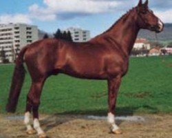 Deckhengst Crokus (Schweizer Warmblut, 1991, von Comet IV CH)