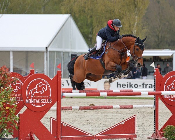 stallion Cornaro 4 (Hanoverian, 2015, from Cornet Obolensky)