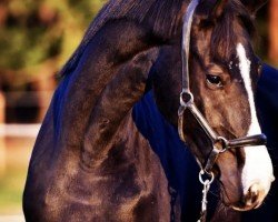 jumper Coeur de la Nuit (German Sport Horse, 2019, from Captain Olympic)