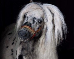 Pferd Rivale (Dt.Part-bred Shetland Pony, 1999, von Rialto)