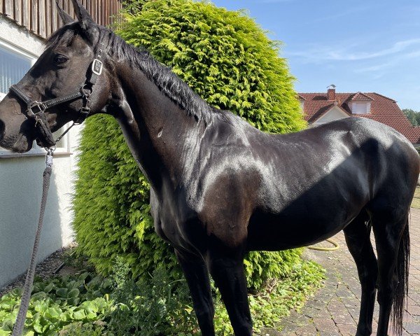 Pferd Saphir 329 (Hessisches Warmblut, 1999, von Stargate)