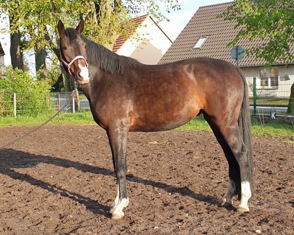 broodmare Fantasia (Mecklenburg, 2018, from Fehrbellin)