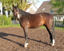 broodmare Fantasia (Mecklenburg, 2018, from Fehrbellin)