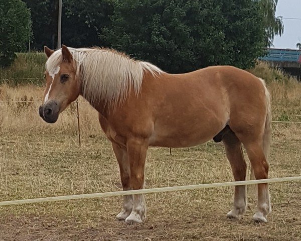 Pferd Zandor (Haflinger, 1996, von Allotus (6,25% ox))