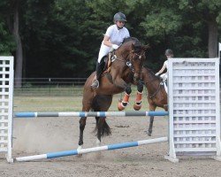 jumper Sorrentos de Saccor (German Sport Horse, 2007, from Saccor)