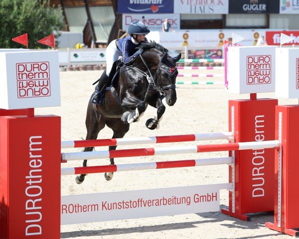 jumper Dragon Queen 4 (German Sport Horse, 2014, from Diarado)