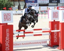 jumper Dragon Queen 4 (German Sport Horse, 2014, from Diarado)