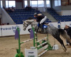 jumper C'Est Espoir (German Sport Horse, 2017, from Cappo)