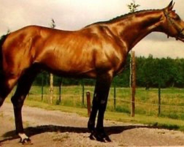 stallion Prix d'Exellence (Selle Français, 1981, from Amarpour xx)