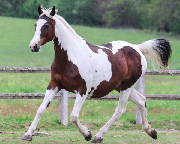 broodmare Soelring's Winterday (German Warmblood, 2006, from Mescalero 29)