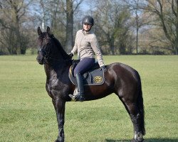 dressage horse Maxima Fan Steendans (Friese, 2012, from Haitse 425)