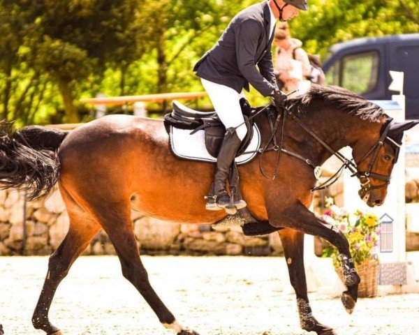 jumper Bonita 483 (German Sport Horse, 2011, from Balou du Rouet)