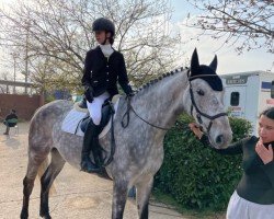 jumper Tampa Bay (Oldenburg show jumper, 2018, from Twilight)