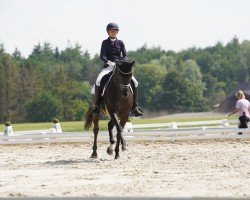 dressage horse San Noir (Oldenburg, 2014, from San Amour I)