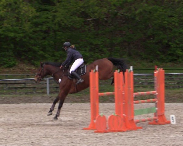 Reitturnier Lgl.-Oberhain, B95 2024