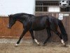 jumper Gerarda (KWPN (Royal Dutch Sporthorse), 2011, from Ustinov)