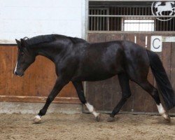 jumper Gerarda (KWPN (Royal Dutch Sporthorse), 2011, from Ustinov)