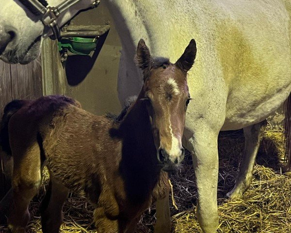 foal by Grand Geste (Westphalian, 2024, from Grandorado TN)