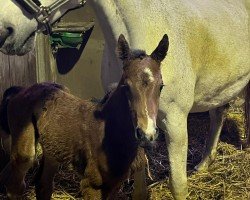 foal by Grand Geste (Westphalian, 2024, from Grandorado TN)