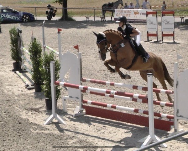 jumper Quila R (German Sport Horse, 2014, from Quiwi Dream)
