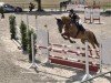 jumper Quila R (German Sport Horse, 2014, from Quiwi Dream)