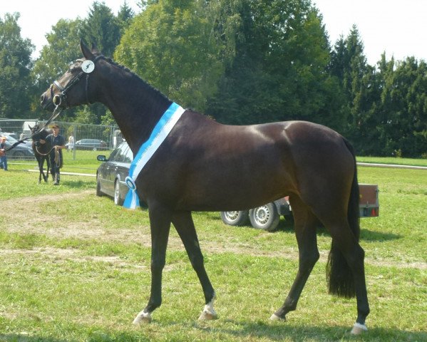 broodmare Designed Face (Bavarian, 2010, from Florenciano 6)