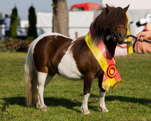 broodmare Niederbroks First Princess (Shetland pony (under 87 cm), 2016, from Elias van de Schellenkrans)