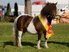 broodmare Niederbroks First Princess (Shetland pony (under 87 cm), 2016, from Elias van de Schellenkrans)