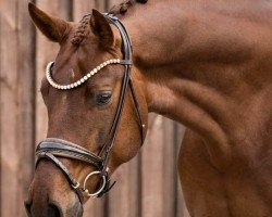 dressage horse Bon Danseur VJ (German Sport Horse, 2020, from Bon Courage 4)