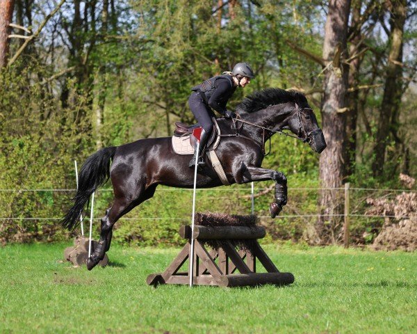 horse Aquinnah (Holsteiner, 2008, from Limbus)