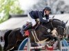 jumper Diamond Pur U Z (Zangersheide riding horse, 2018, from Diamant de Semilly)