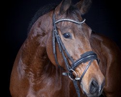 dressage horse Donna Cherie 2 (Westfale, 2006, from Dream On)