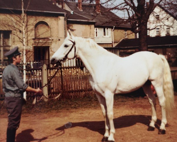 stallion Rondus (Saxony-Anhaltiner, 1966, from Ralf)