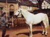 stallion Rondus (Saxony-Anhaltiner, 1966, from Ralf)