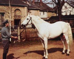 stallion Rondus 1261 (Brandenburg, 1966, from Ralf Mo 1087)