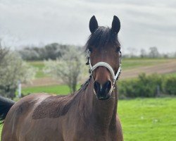 Springpferd Django D' Hameline (Selle Français, 2013)