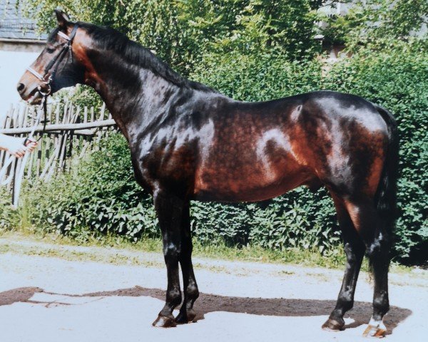 stallion Grossist (Trakehner, 1978, from Blaubart xx)