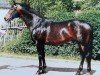 stallion Grossist (Trakehner, 1979, from Blaubart xx)
